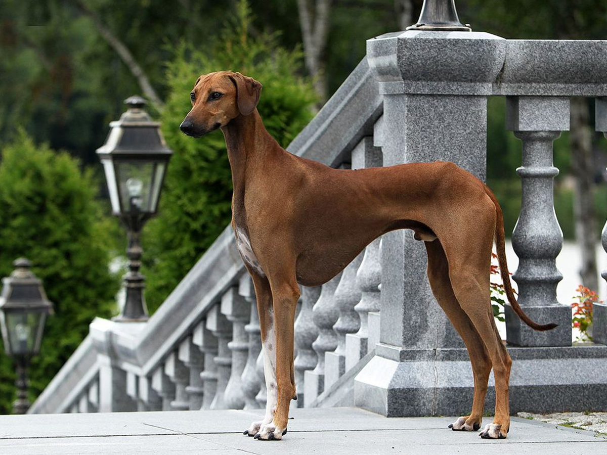 Most Expensive Dog Breeds Photos - Sakshi