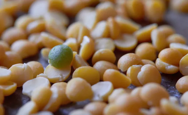 India has extended free import of yellow peas by four more months until October 2024