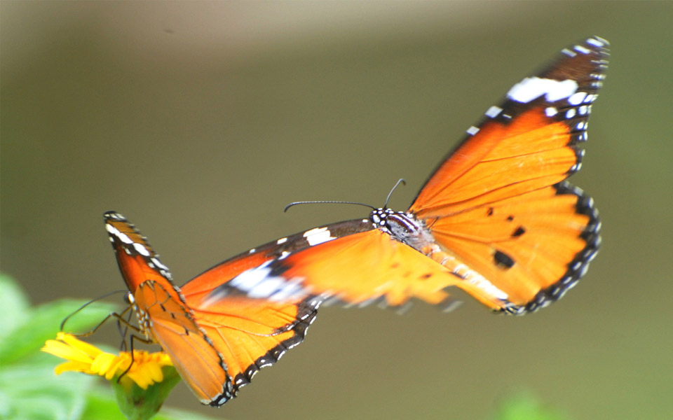 beautiful butterflies - Sakshi