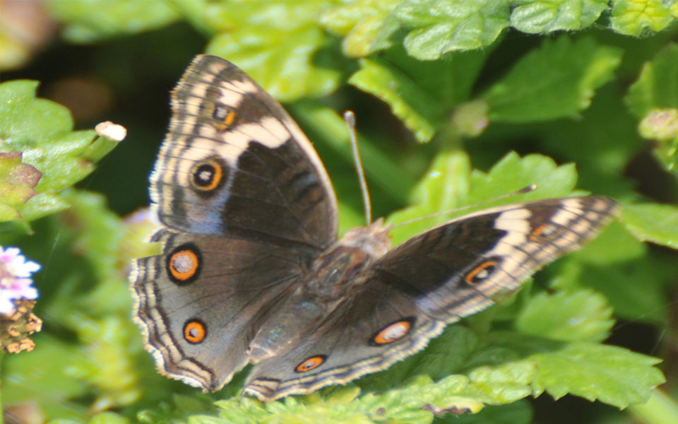 beautiful butterflies - Sakshi