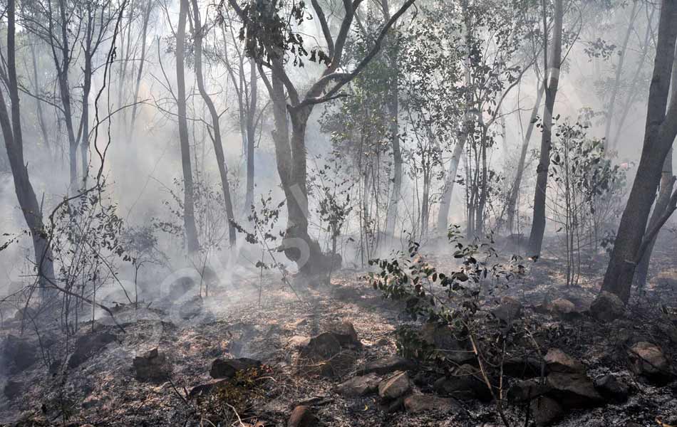 fire accident at tirumala seshachalam forest - Sakshi