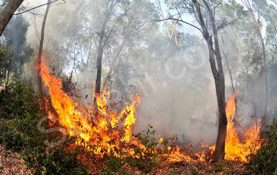 fire accident at tirumala seshachalam forest - Sakshi
