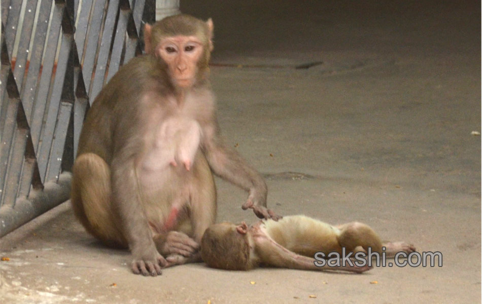 Monkey baby death