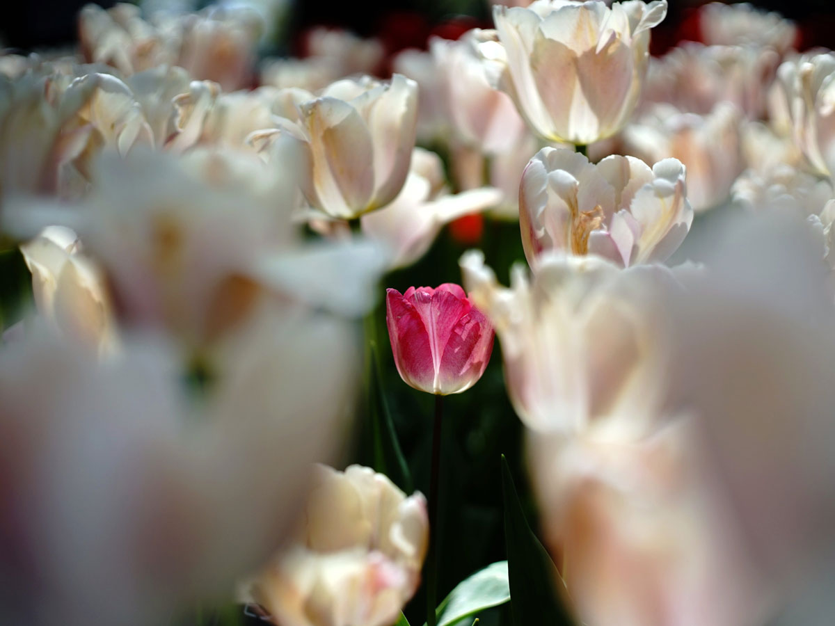 Srinagar Famous Tulip Garden Photo Gallery - Sakshi