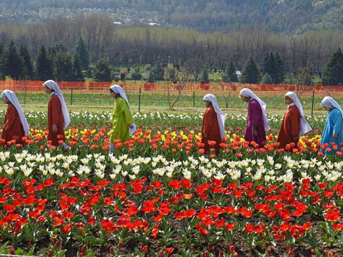 Srinagar Famous Tulip Garden Photo Gallery - Sakshi