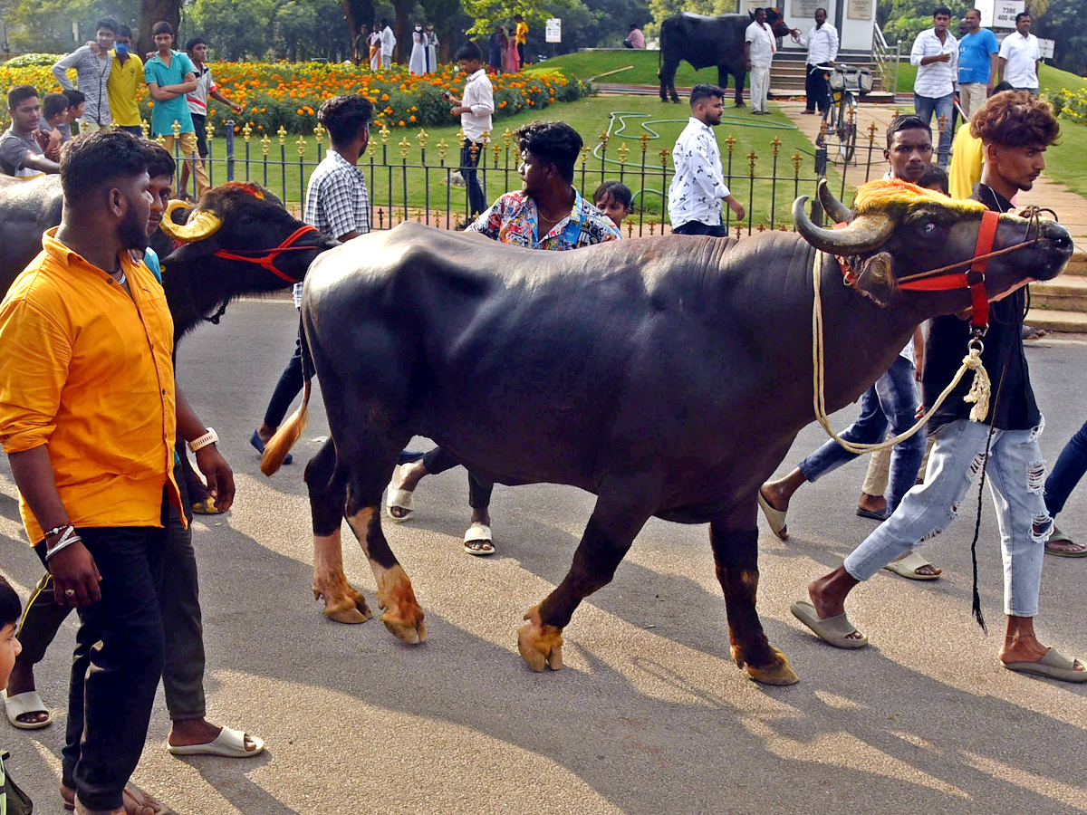 Sadar Festival Celebrations In Hyderabad - Sakshi