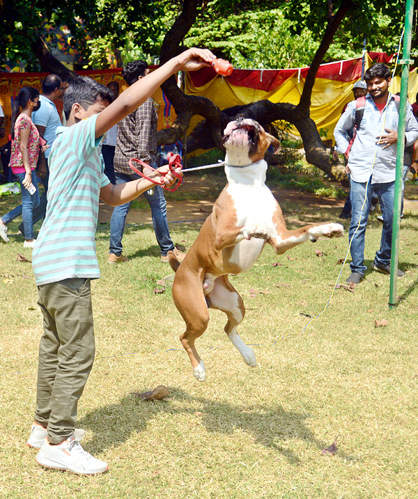 Dog Show Draws Huge Crowds In Visakhapatnam - Sakshi