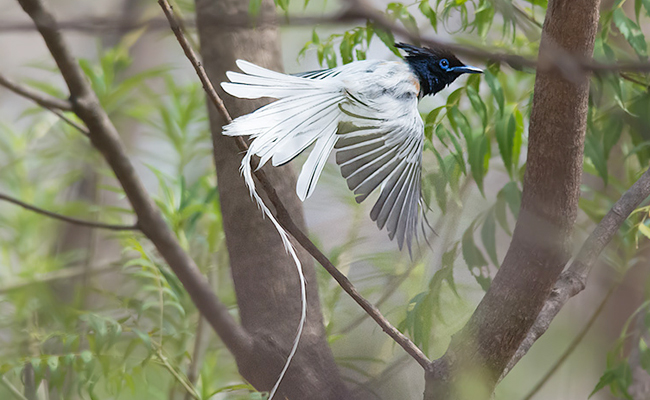Top 10 Beautiful Birds In India - Sakshi