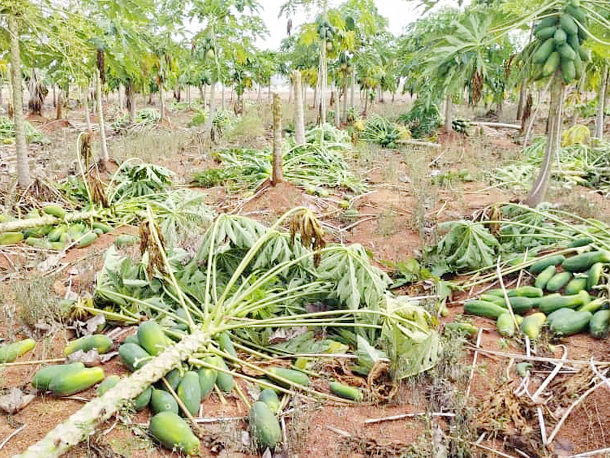 Farmers Facing Problems With Sudden Rains - Sakshi