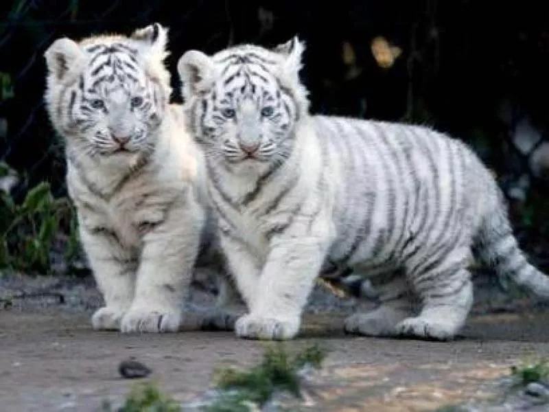 two white tigers attacked the caretaker in bannerghatta national park