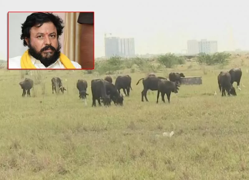 MLA Chintamaneni Buffalos in Amaravathi Lands - Sakshi - Sakshi - Sakshi