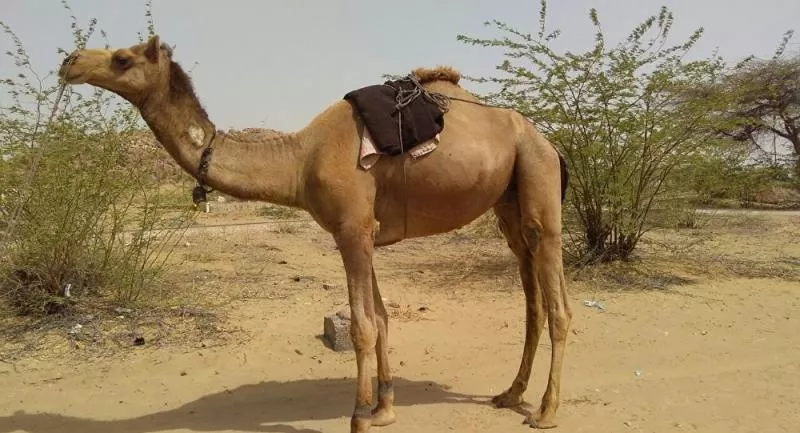 8 tons of camel meat siege - Sakshi - Sakshi - Sakshi