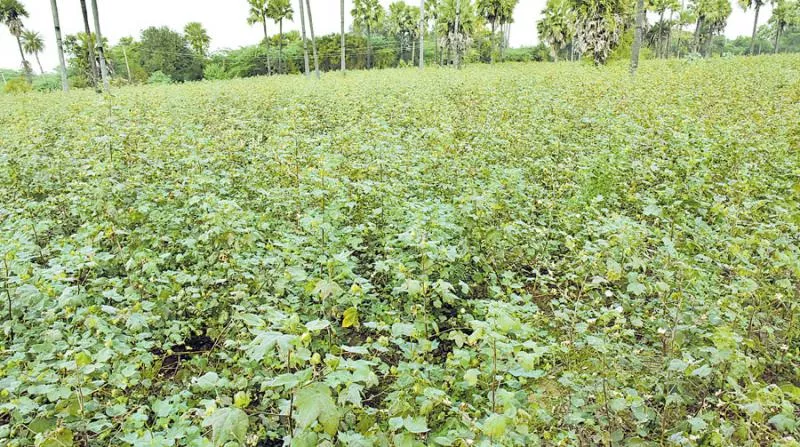 Illegal BG-3 investigations in Telangana farmland - Sakshi