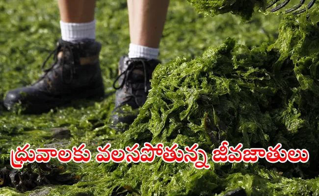 Why algae and seaweed could be part of solving the global hunger crisis - Sakshi