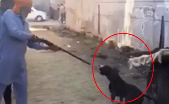 ex army man kills pet dog in punjab, video viral  - Sakshi