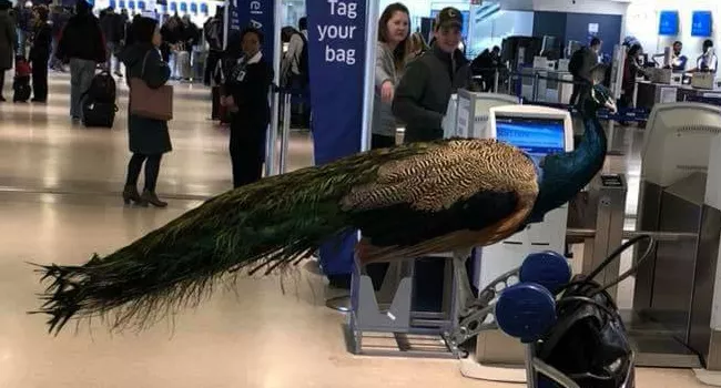 Emotional Support Peacock Denied Flight in America - Sakshi