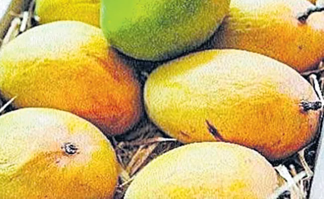 alphonso mango supply will be down due to temperature rise - Sakshi