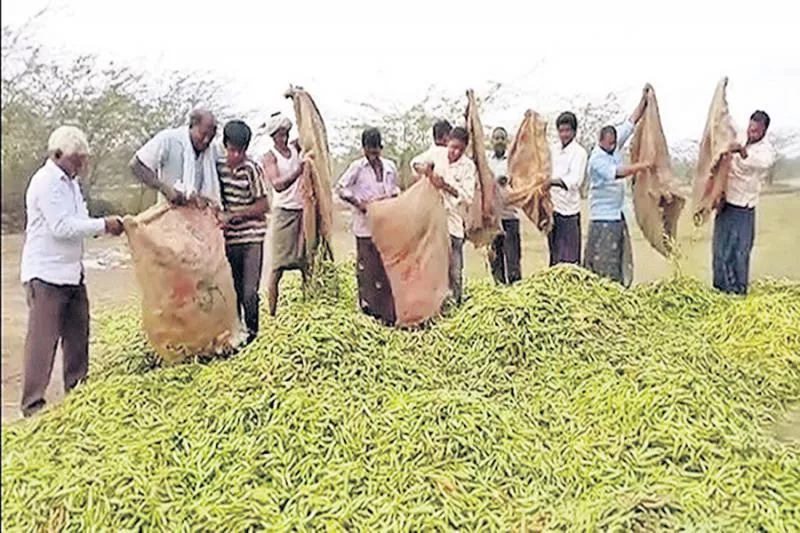 Farmers protest for price of Mirchi crop - Sakshi