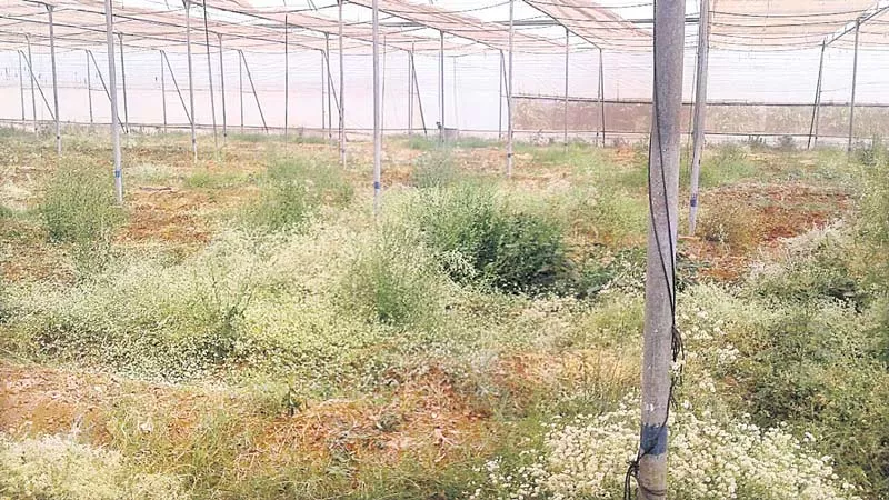 Green house in 'red zone' - Sakshi