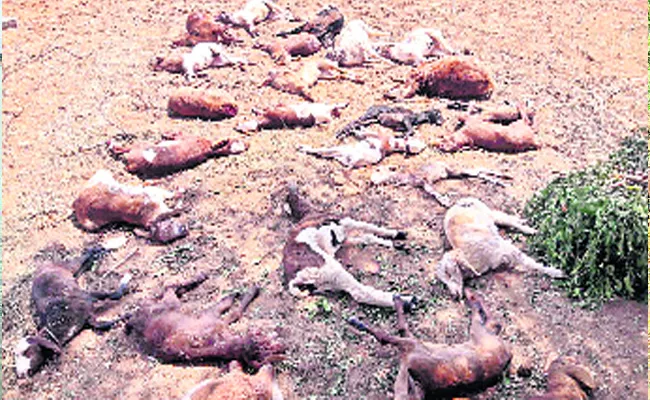 The killing of 40 sheep kids in dogs attack - Sakshi