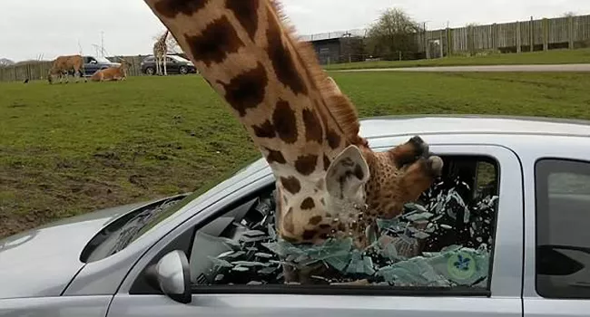 Giraffe Shatters Car Window In Safari Park - Sakshi