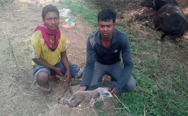Rabbit hunters arrested - Sakshi