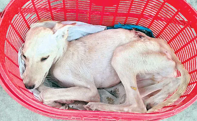 Dog Died With Veterinary Doctor Negligence In Hyderabad - Sakshi