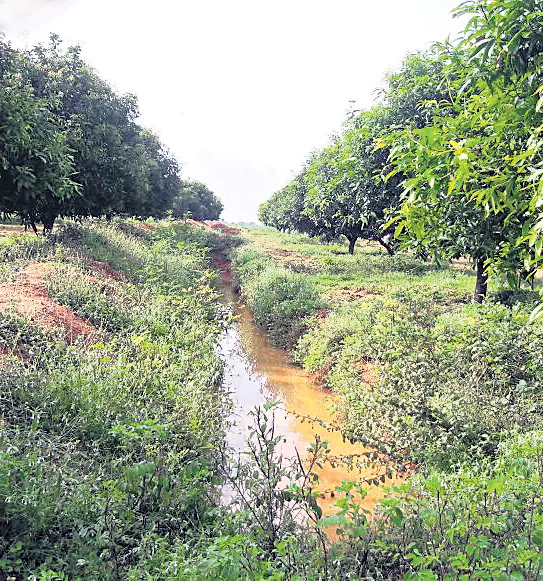Mango cultivation with trenches - Sakshi