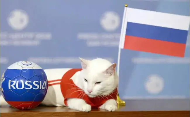 Russia To Win First FIFA World Cup Match Achilles The Psychic Cat Predicts - Sakshi