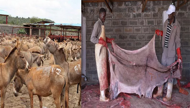 Donkeys Stolen From Africa For Skin, It Demands In China - Sakshi