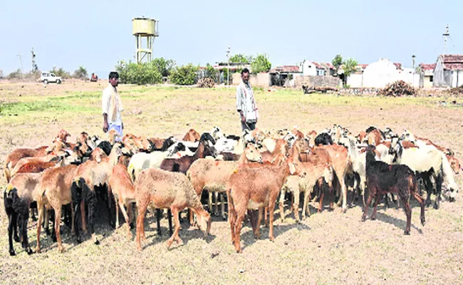 Sheep Distribution Scheme Late Process In Adilabad - Sakshi