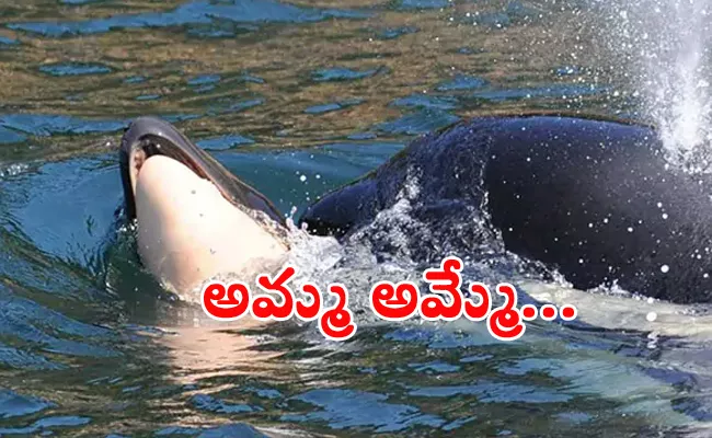 Orca Mother Carrying Dead Calf For Days - Sakshi