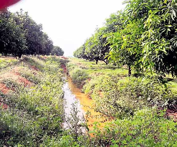  mango trees are trenches in safety - Sakshi