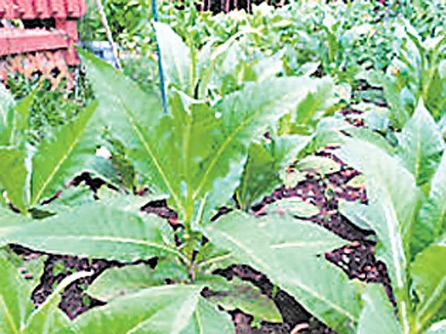 siri seed production tobacco - Sakshi