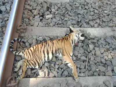 Tiger children killed on train accident - Sakshi