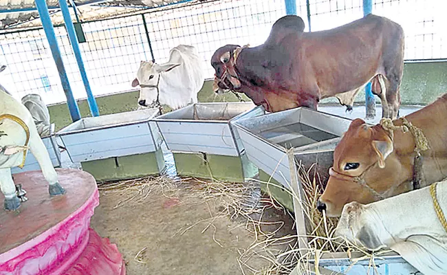 Article On Livestock Of Cow In Sakshi Sagubadi