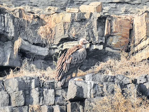 Griffon vultures in Palarapu Gutta - Sakshi