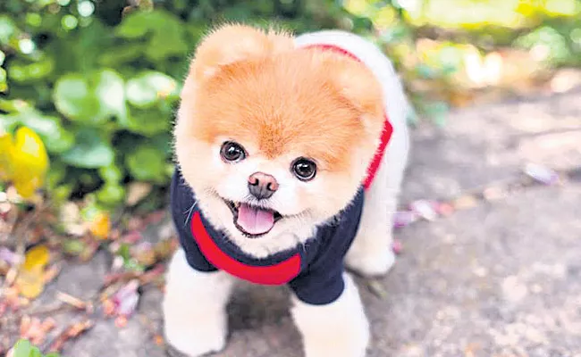 Worlds cutest dog Boo died in US - Sakshi