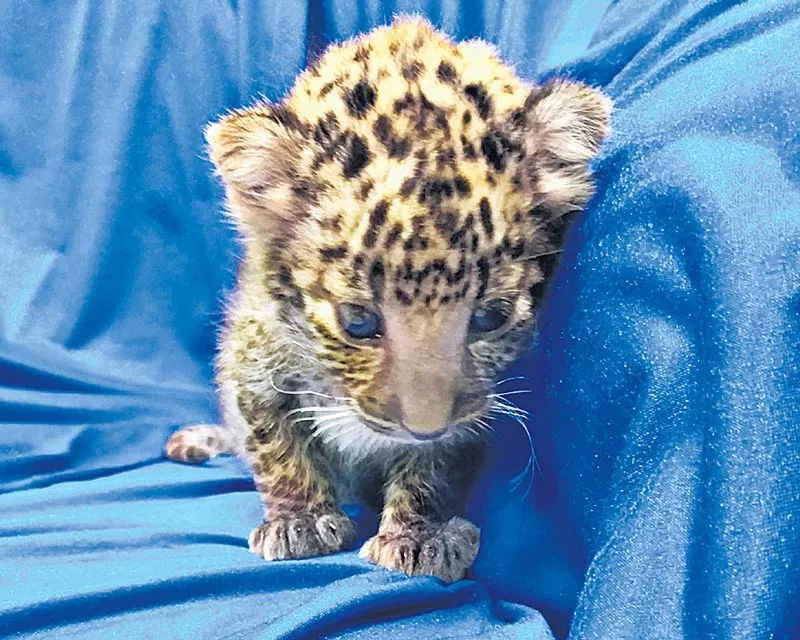 Leopard cub found in check-in bag of passenger at Chennai airport - Sakshi