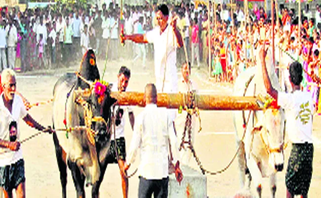 In Mahashivaratri Competitions In Peddavura  Katamrayudu Film Fame Bull Was A Special Attraction - Sakshi