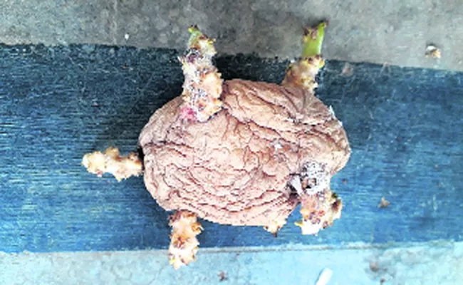 Potato Shaped Into the Turtle - Sakshi