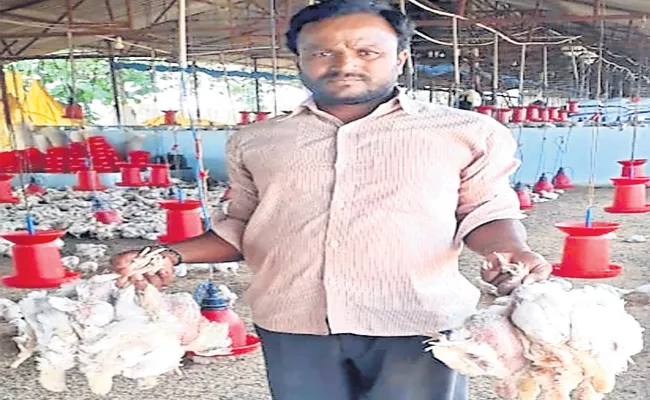 Poultry Farmers Loss With Temperature - Sakshi
