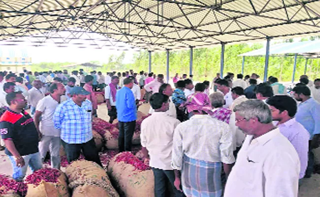 Increasing Of Mirchi Crop Price - Sakshi