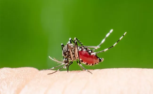 Guntur District Stands At 3rd Position Among Highest Malaria Districts In AP - Sakshi