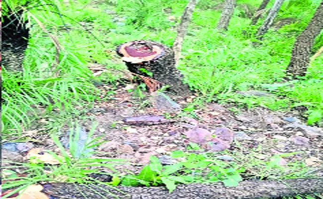 Timber Illegal Transport In Kadapa - Sakshi