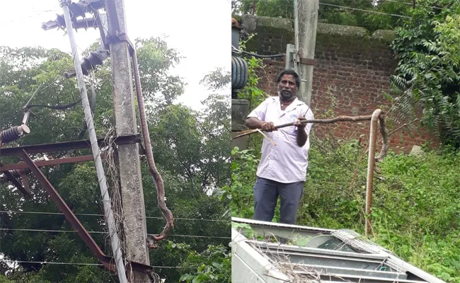 Snake Crawled To Electric Pole And Died In Kesamudram, Warangal - Sakshi