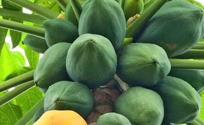 Eating Papaya Reduces Health Risks - Sakshi