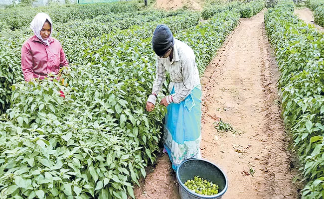 Mirchi crop which gives profits from the last 50 years - Sakshi