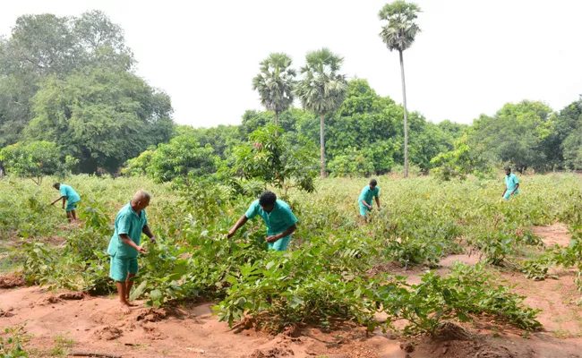 Prisoners Profits With Vegetable Crops in Rajahmundry Central Jail - Sakshi