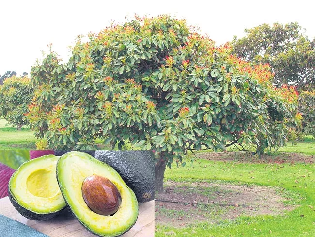 Avocado Fruit Farming Information  - Sakshi
